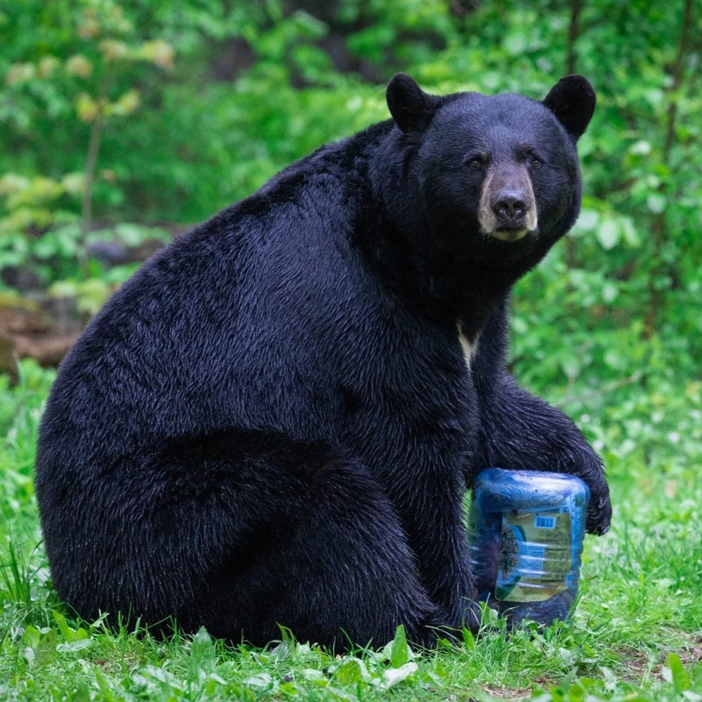 BearVault 500