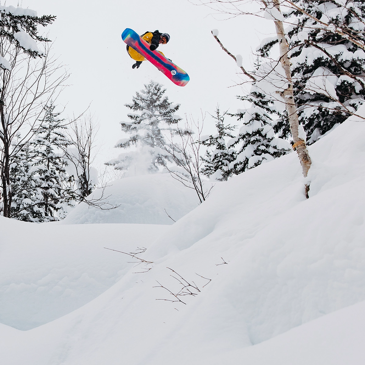 Family Tree Hometown Hero Camber